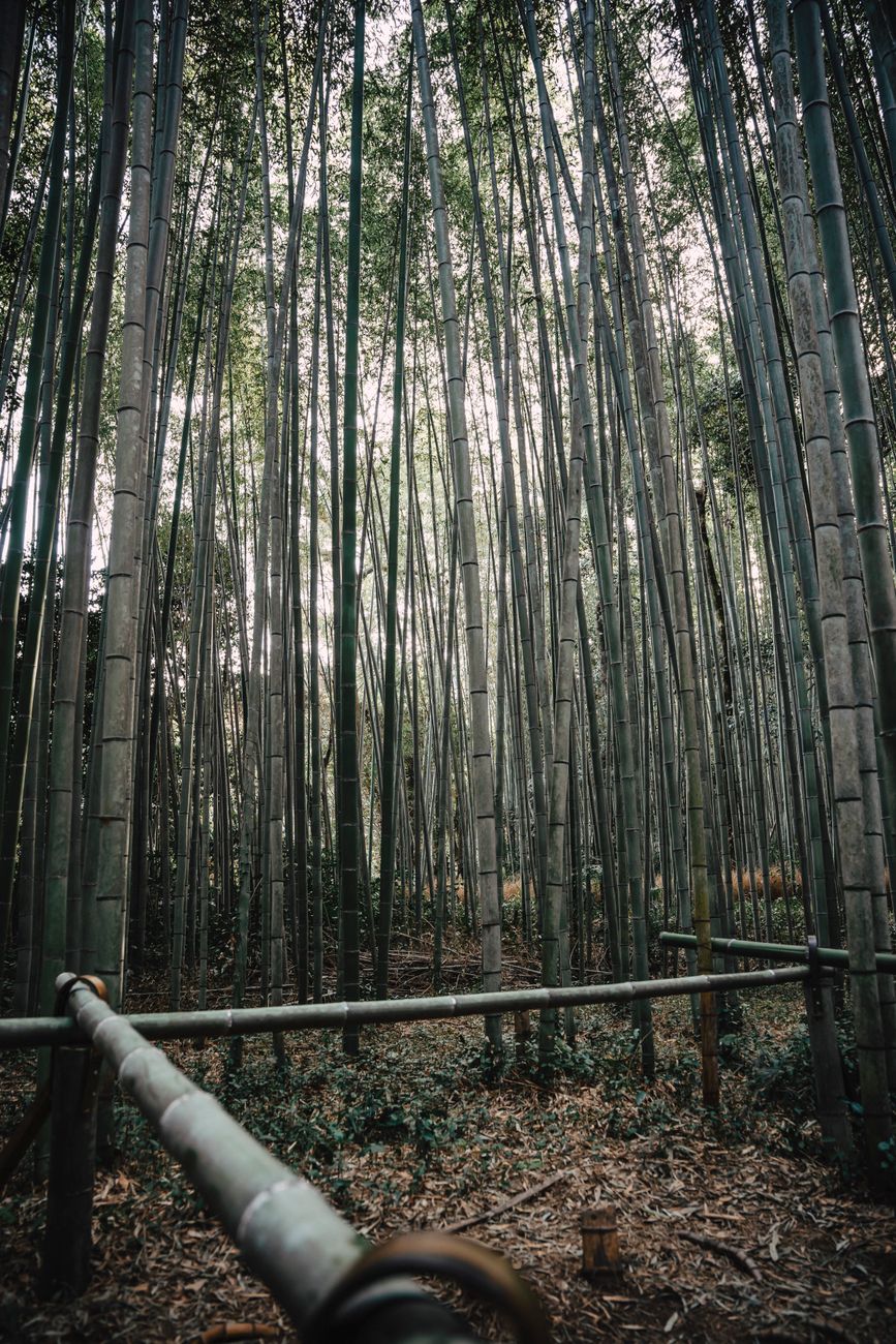 Kyoto garden in early dawn